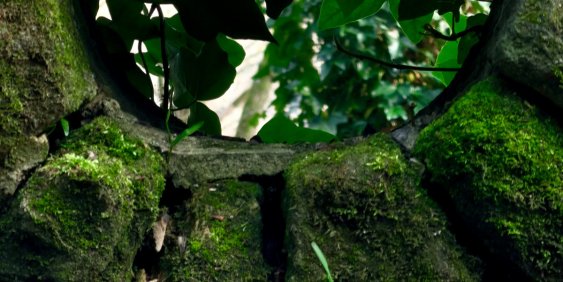 Moss-covered stone ruins sit beneath dense tropical leaves, with sunlight filtering through the canopy and creating a quiet, mysterious jungle atmosphere.