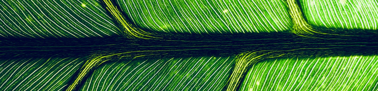 Detailed view of a green leaf, highlighting its smooth surface and natural patterns.