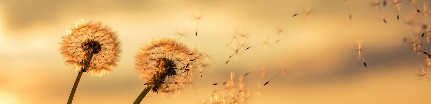 A field of dandelions swaying in the breeze at sunset, with warm colors illuminating the sky.