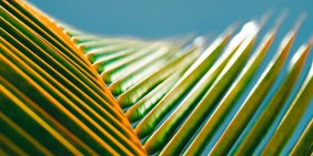 Collective purpose and the power of Pasifika humility at the board table