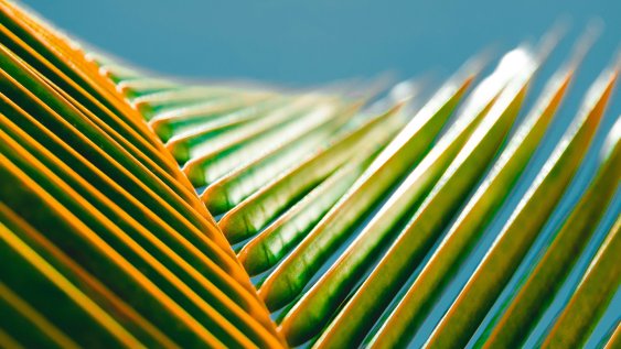 Collective purpose and the power of Pasifika humility at the board table