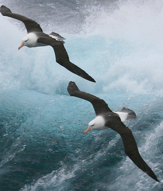 Emerging directors under pressure: inside a simulated governance crisis