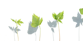 Family business governance: the backbone of sustainable growth