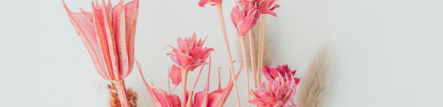 A cluster of pink flowers arranged on a clean white background, showcasing their vibrant color and delicate petals.