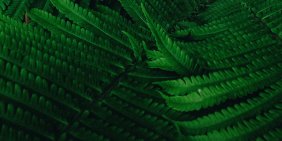 What Māori governance says about good governance