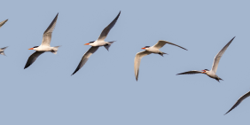 Governing climate risk at the capital’s airport