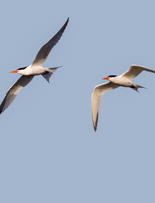 Governing climate risk at the capital’s airport