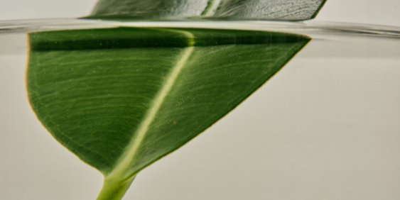 A single green leaf elegantly placed in a clear glass vase on a neutral background.