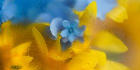 IMHO: Beyond flat-packs: What IKEA’s arrival means for purpose-driven governance