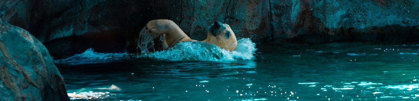A polar bear swimming playfully in a bright blue pool, surrounded by rocky cave walls.