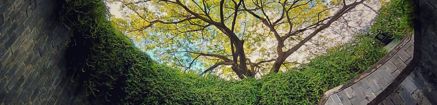 Stone spiral staircase leads up to a circular opening framed by lush greenery, revealing a vibrant tree with a serene, inviting atmosphere above.