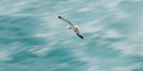 ‘Know when to fly and when to dive’