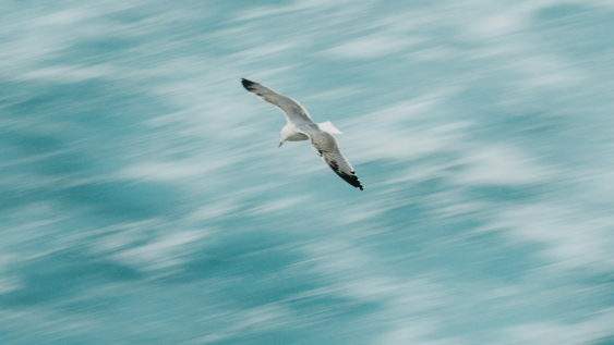 ‘Know when to fly and when to dive’