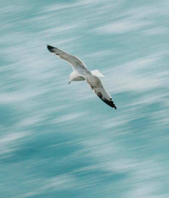 ‘Know when to fly and when to dive’