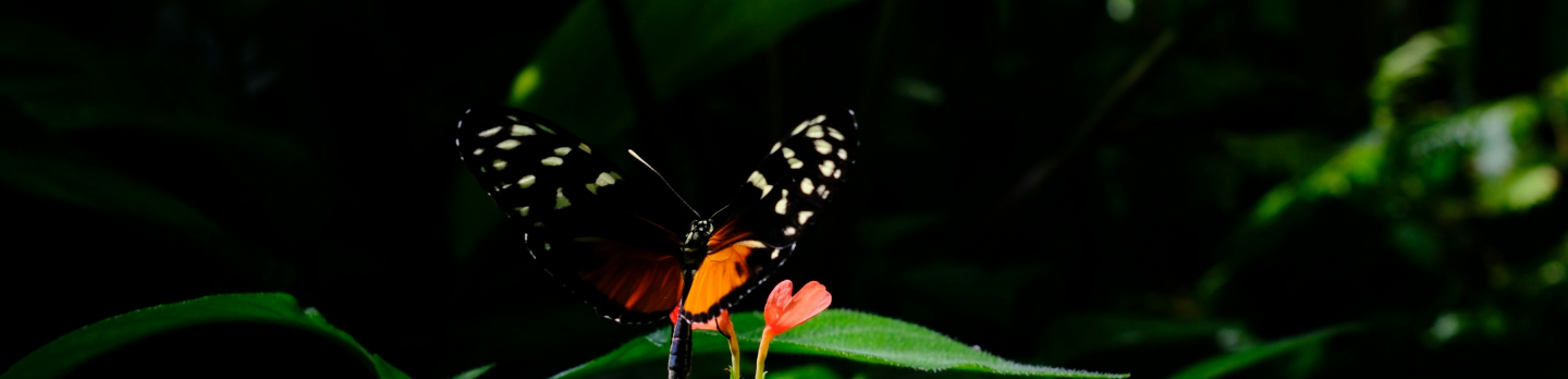 A butterfly with black and white speckled wings and a vibrant orange body perches on a small pink flower, surrounded by lush, dark green foliage.