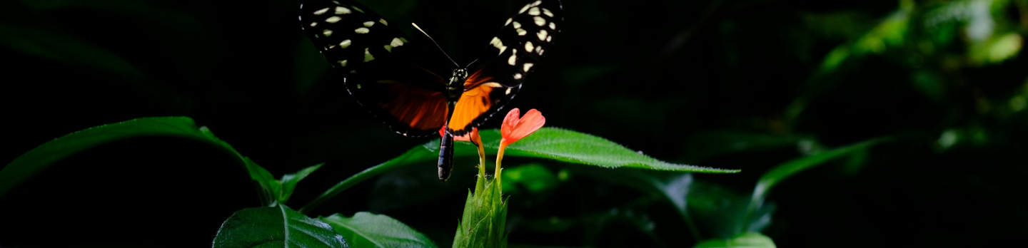 A butterfly with black and white speckled wings and a vibrant orange body perches on a small pink flower, surrounded by lush, dark green foliage.