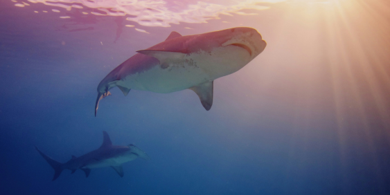 Open eyes under water reforms