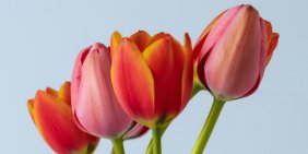 People first, systems second: governing for equity in an age of AI