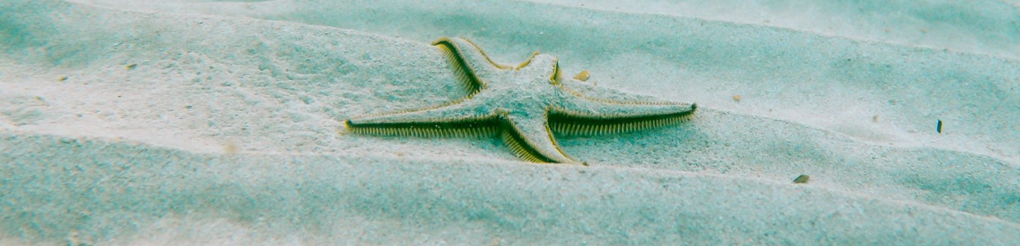  A close-up of a starfish on the sand, highlighting its unique shape and natural color against the beach backdrop.