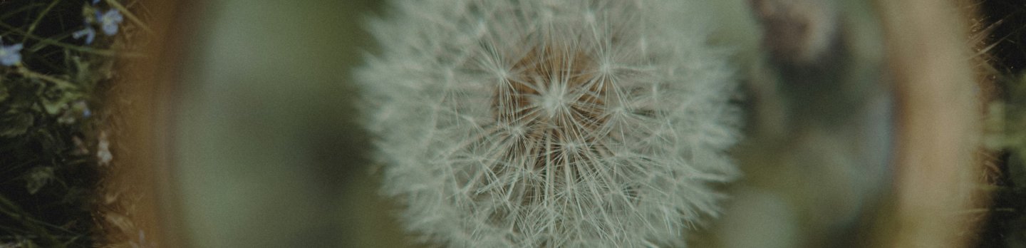 A close-up of a dandelion under a magnifying glass, highlighting its intricate details and delicate structure.