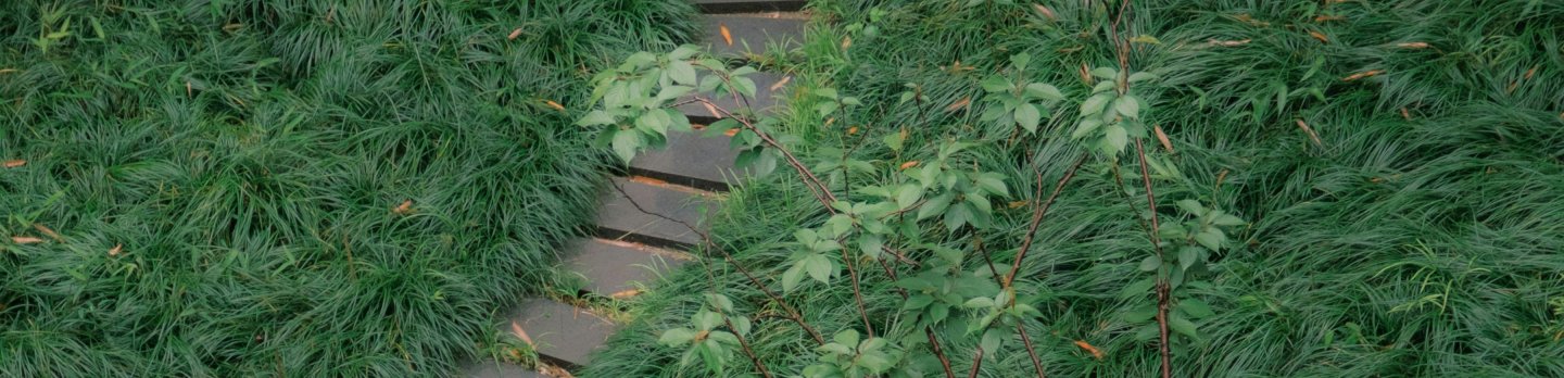 A narrow stone path meanders through dense, lush green grass and bushes, creating a serene, natural atmosphere. Gentle, diffused lighting enhances tranquility.
