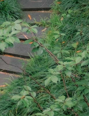 Sustainability moves into the growth agenda