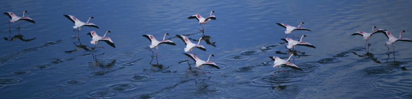 A flock of flamingos gracefully skims across a calm blue lake, creating a serene and harmonious scene.