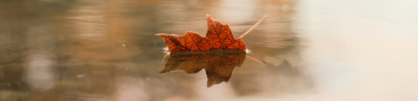 A solitary leaf gently floats on the surface of a tranquil lake, reflecting the surrounding scenery.