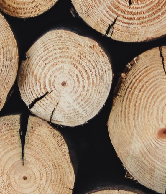 Forestry slash and directors’ duties: when environmental risk becomes personal