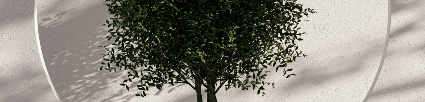 A small leafy tree stands against a pale, curved textured wall, its dark branches casting soft shadows in a quiet, minimalist scene.