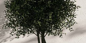 Forestry governance: What you can model – and what you can’t