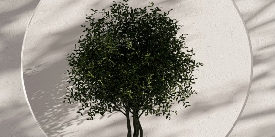 A tree displayed within a circular frame, emphasizing its natural beauty and form.