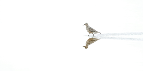 A speckled shorebird stands in shallow water, its reflection visible beneath it against a minimalist white background, creating a quiet, serene mood.