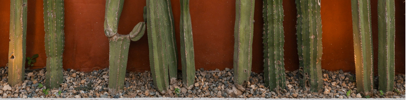 Tall green cacti stand in gravel against a vibrant orange wall, creating a striking contrast. The scene is calm and minimalist.