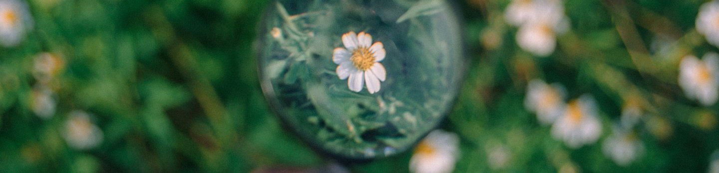 A hand holds a magnifying glass over a small white daisy in a green field. The daisy is in sharp focus, surrounded by blurred foliage and flowers, creating a sense of exploration and curiosity.