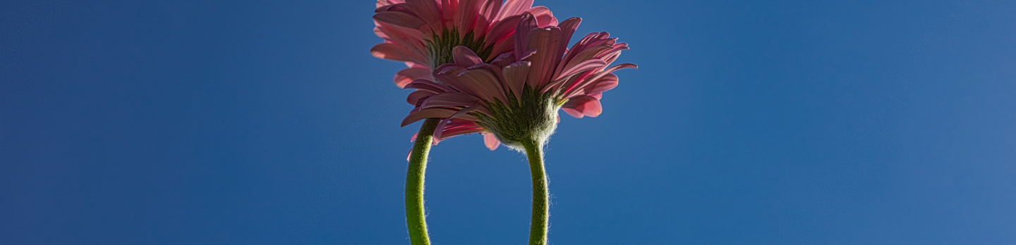 Two intertwined pink daisy flowers with long stems against a clear blue sky. The scene conveys a sense of unity and tranquility.