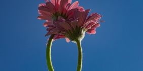 When pressure grows, double down on purpose