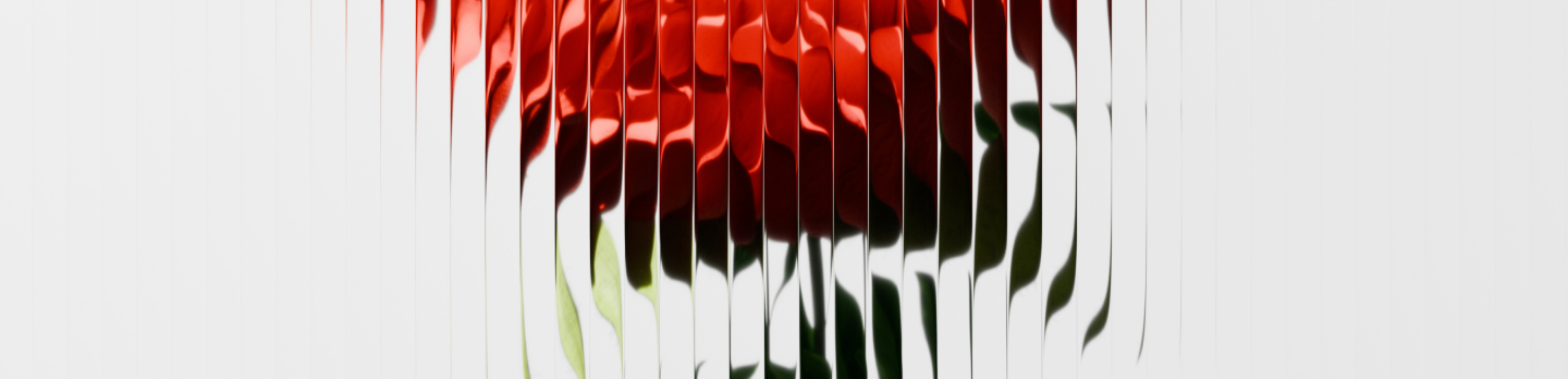 A single red rose displayed against a plain white background, highlighting its vibrant color and delicate petals.