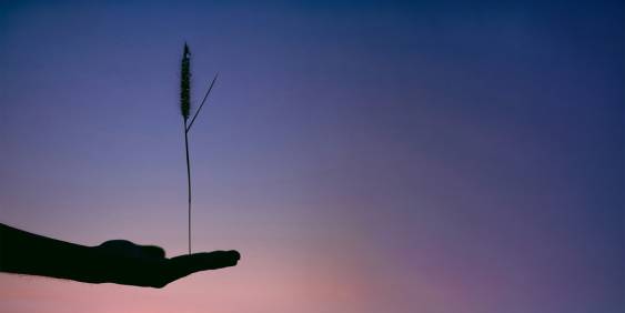 A person's hand holds a small plant against a vibrant sunset backdrop