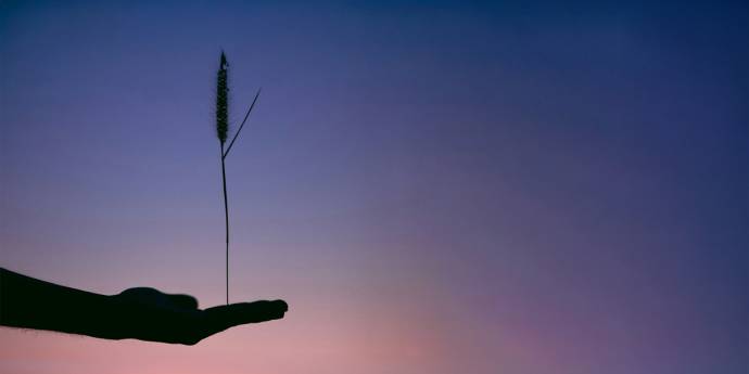 A person's hand holds a small plant against a vibrant sunset backdrop