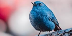 Musk’s Twitter takeover 