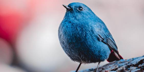 Bluebird on a branch