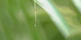 Why independent chairs matter for water governance