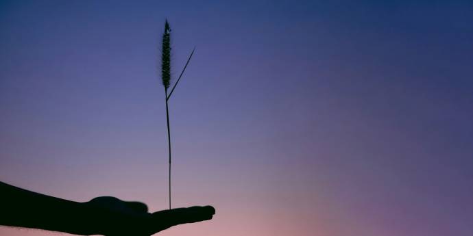 A person's hand holds a small plant against a vibrant sunset backdrop