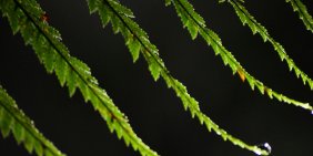 Wearing the silver fern in the boardroom