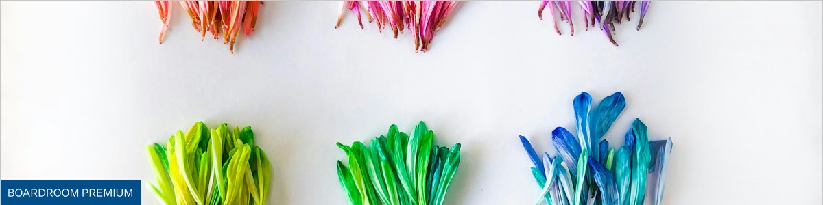 flowers cropped on a white background