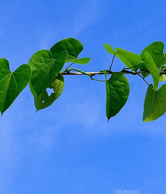 What happens when governance considers generations not yet born?