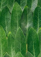 Green leaves