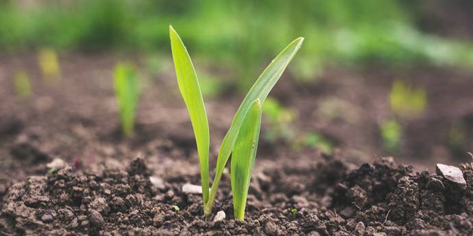 seedling in soil