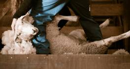 Rural governance essentials